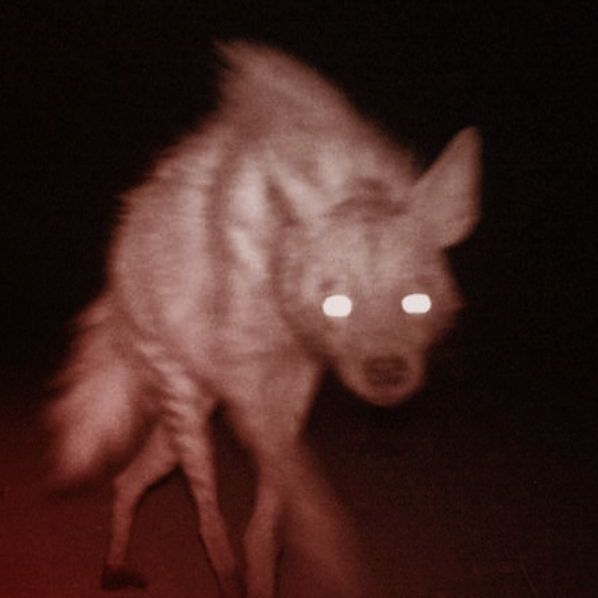 hyenaa1