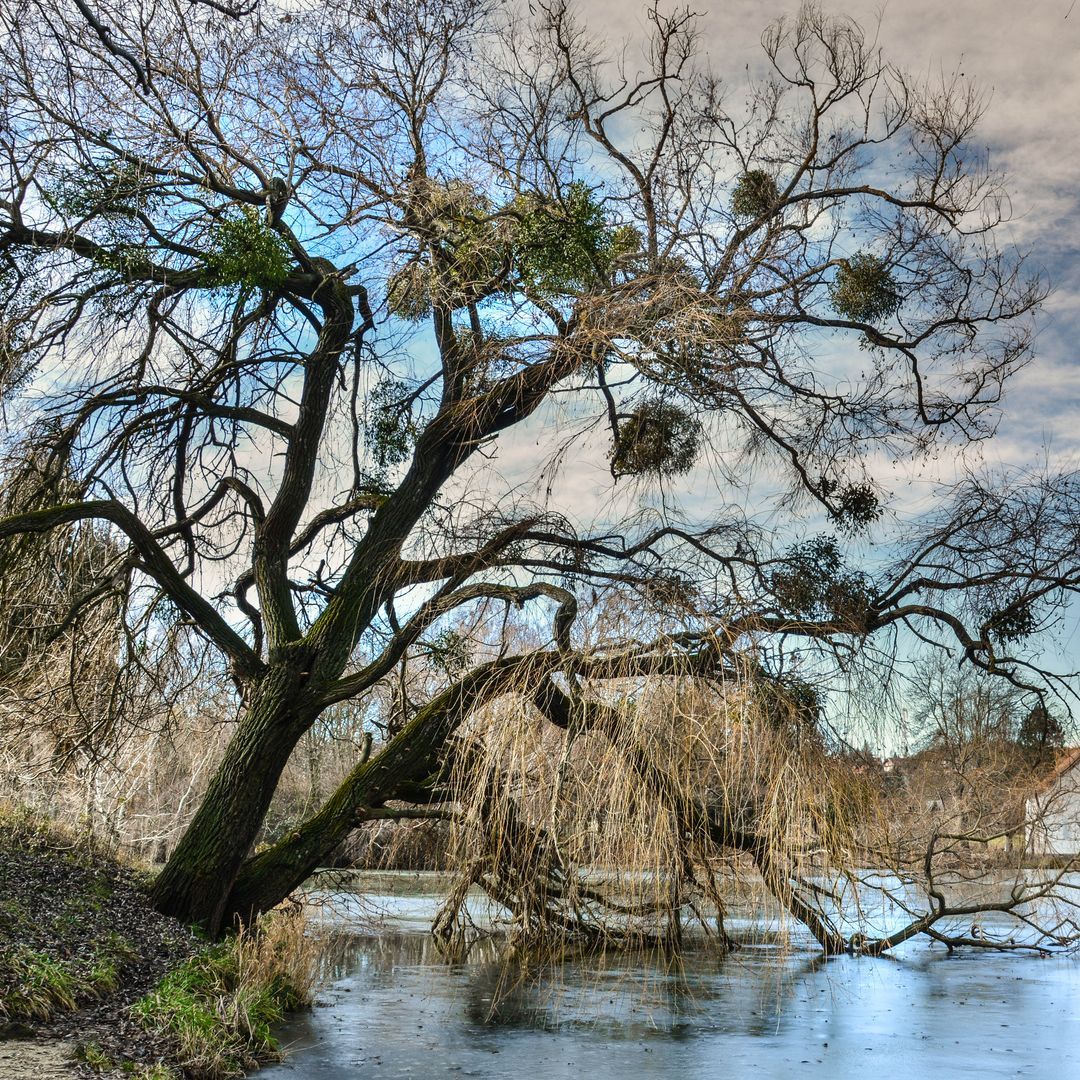 Seebaum