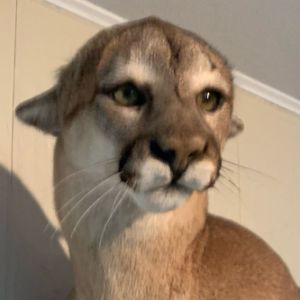 TheTaxidermists