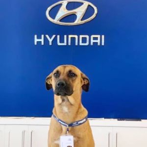 PeroHyundai