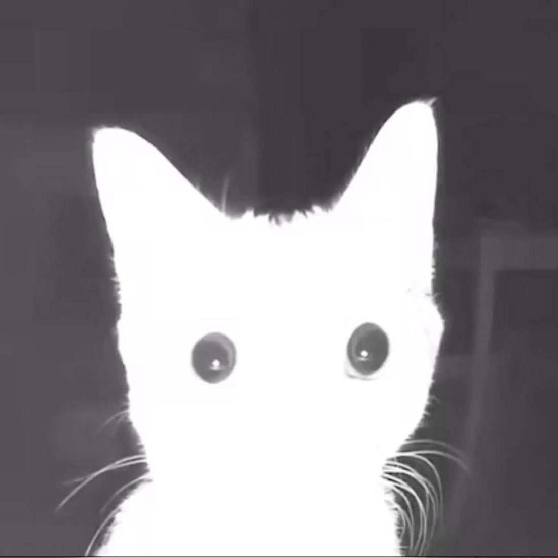 J0rdbaer avatar