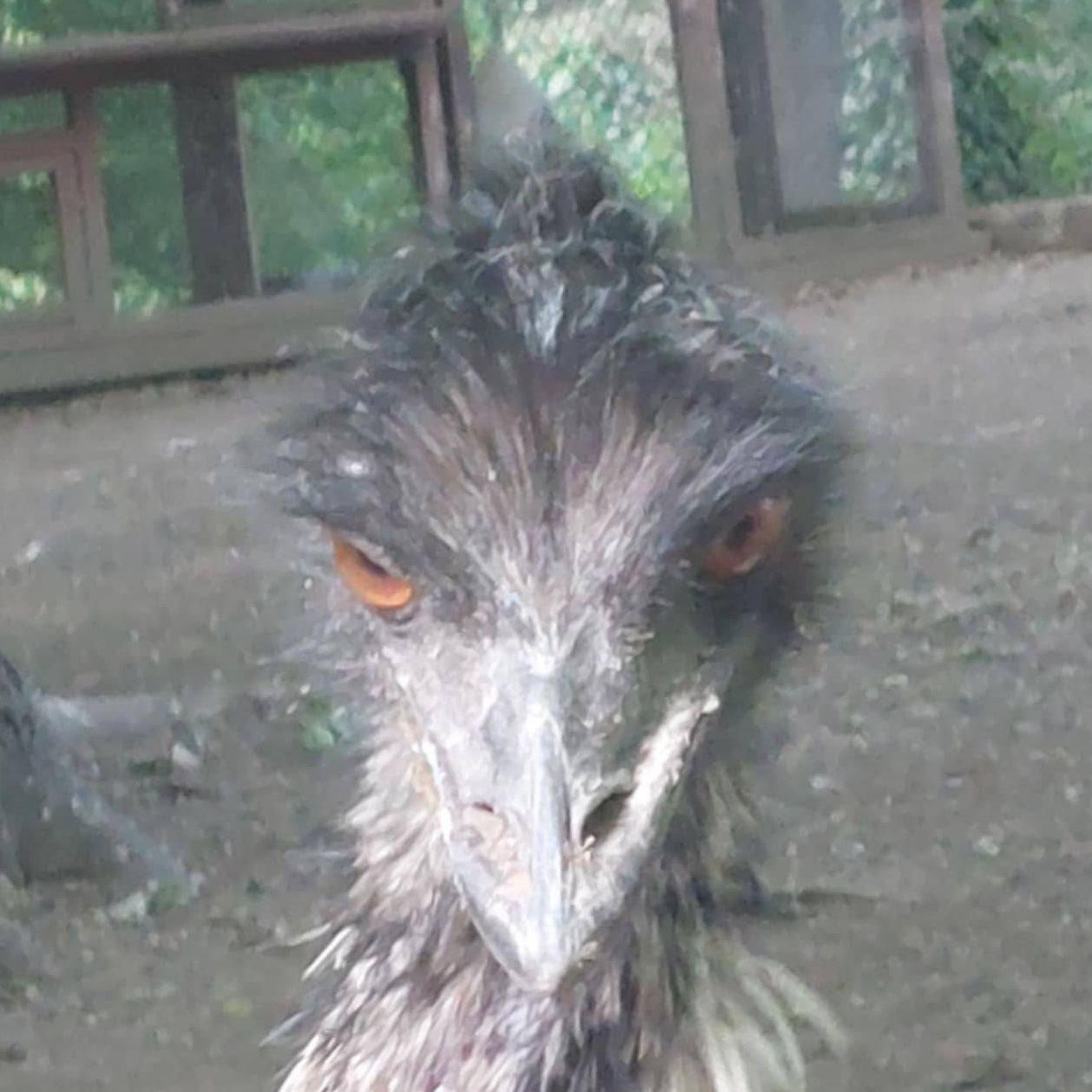 Kapsziii avatar