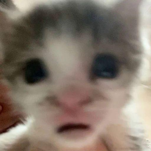 Fen1ksov avatar