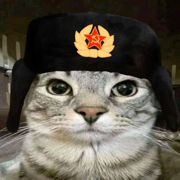notbrok3n FACEIT avatar
