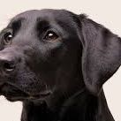 Dogs21