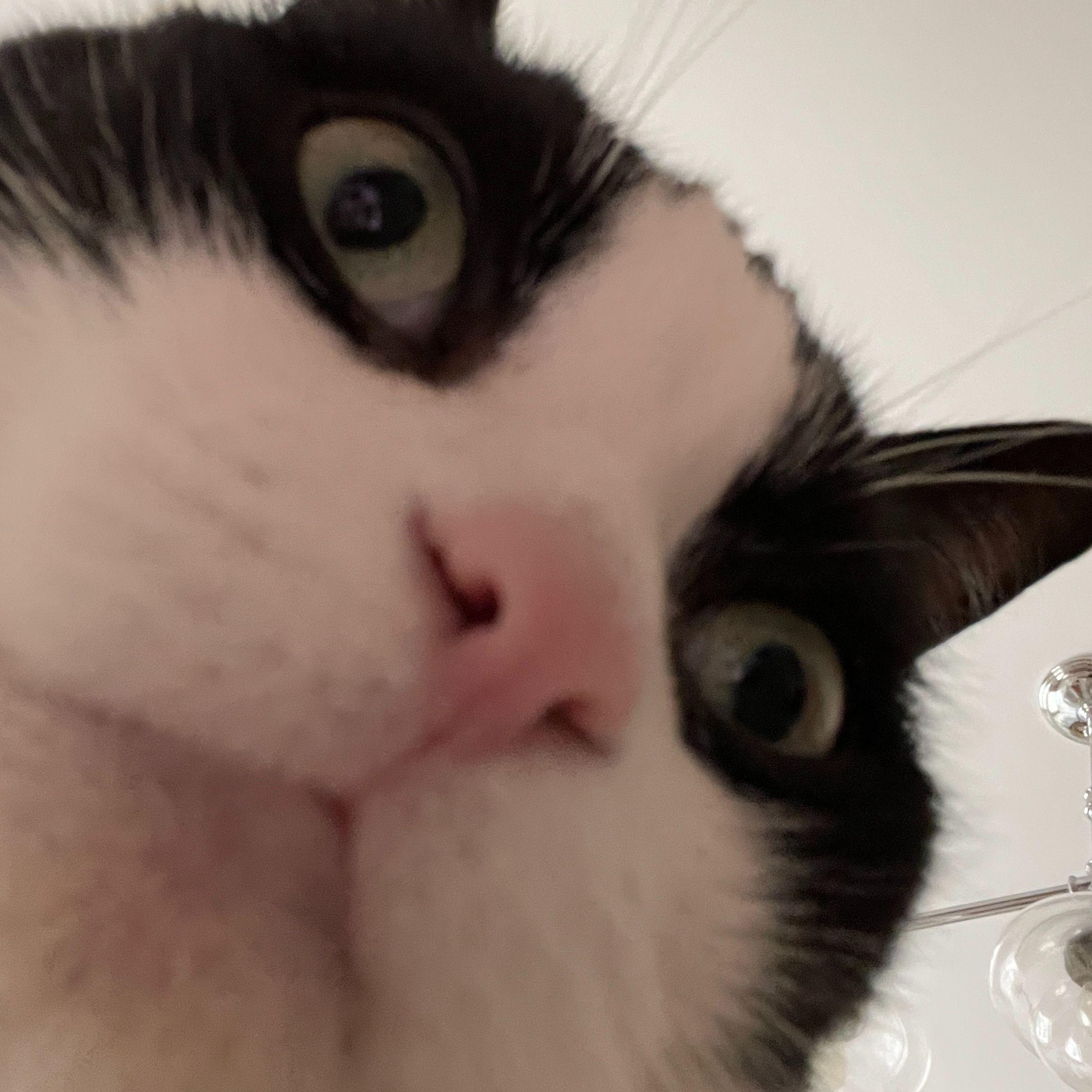 orcat avatar