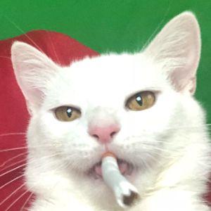 Maxaza avatar