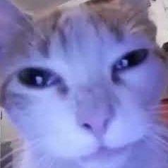 vaddcops avatar