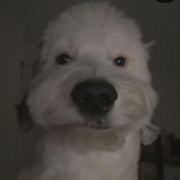 Musta_Jorkki avatar
