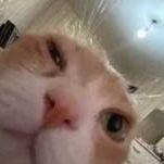jez01r avatar