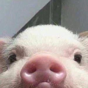 dennchikus avatar