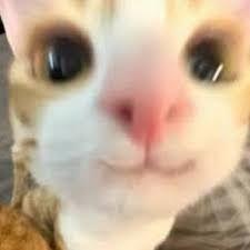 Whaiter avatar