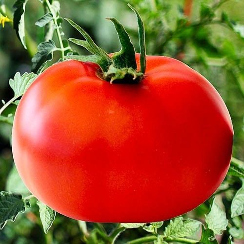 -Tomatoes-