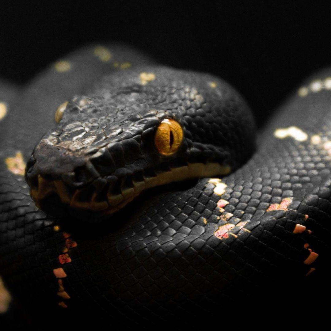 blacckpython avatar