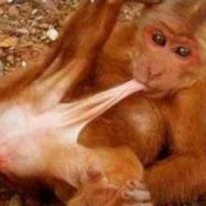 NetoGaiato avatar