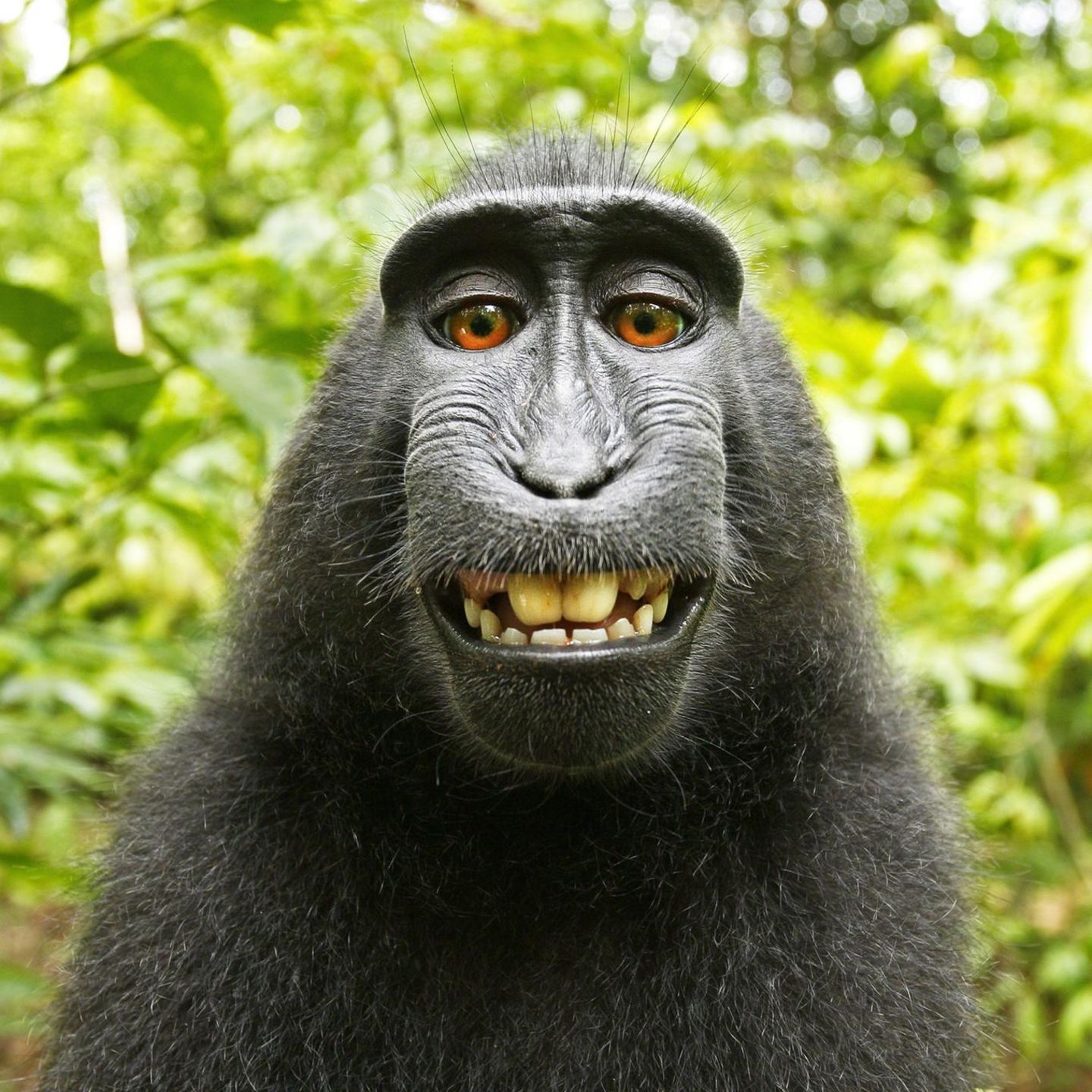 Gowonator