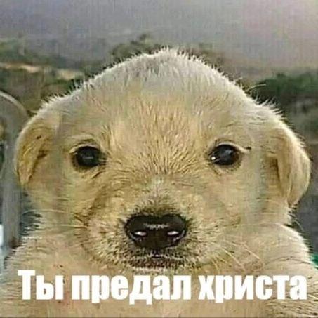Gosha_mef avatar