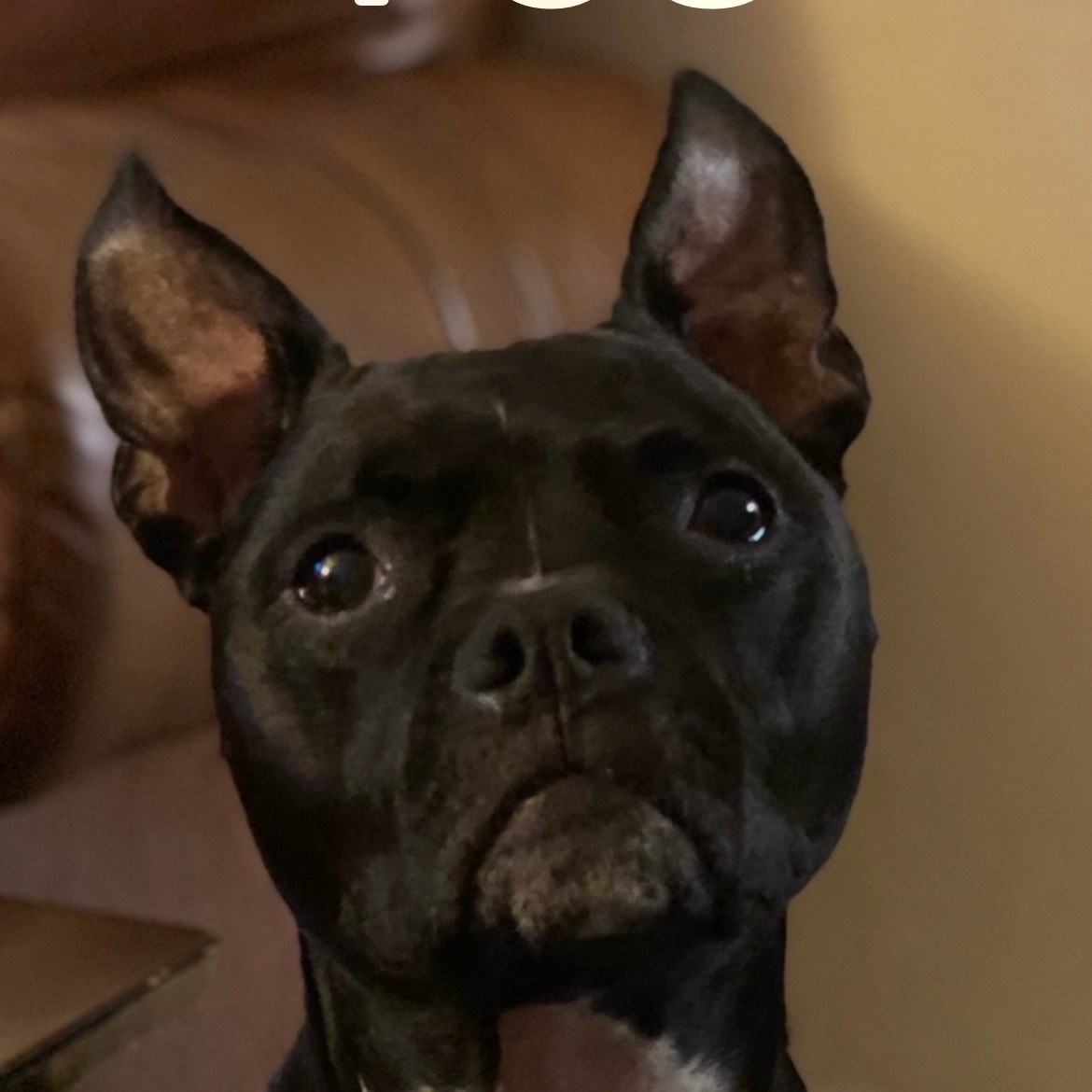 xBentleyx