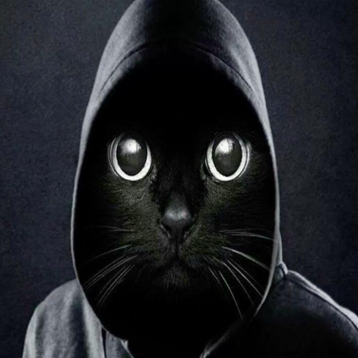 VaNd1t avatar