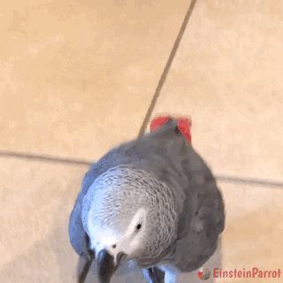 Owerlock