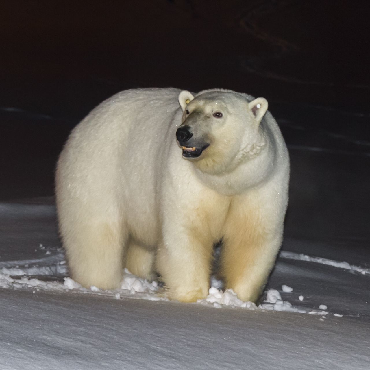 Ghost-Bear