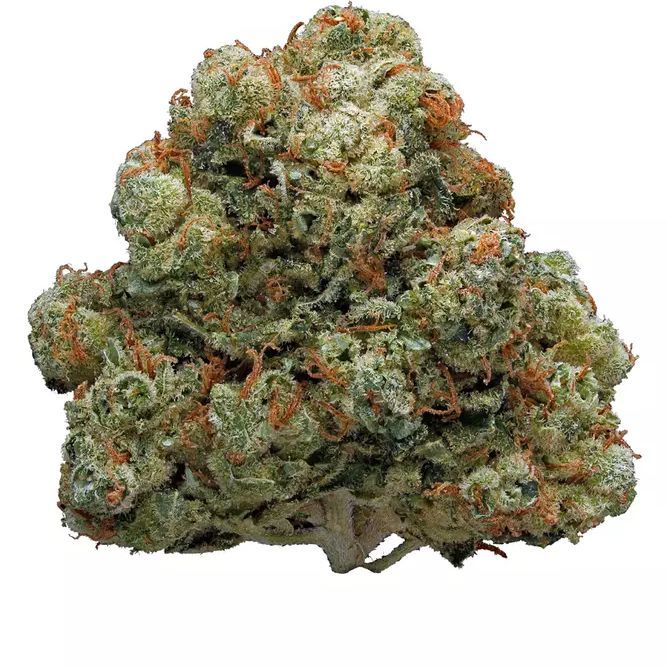 Hollywood OG