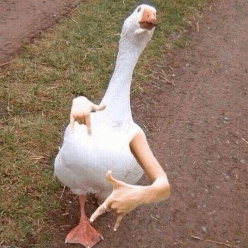 De_Goos