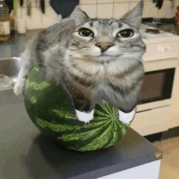 catonamelon avatar