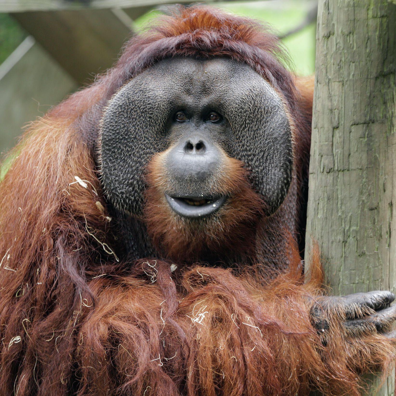 OrangutanGang