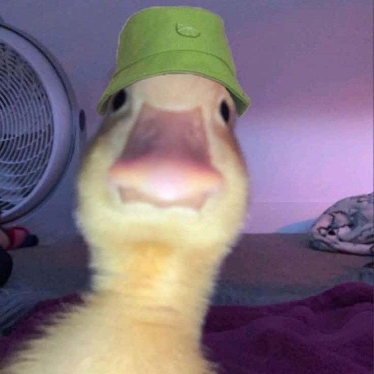 Player Duckkling avatar