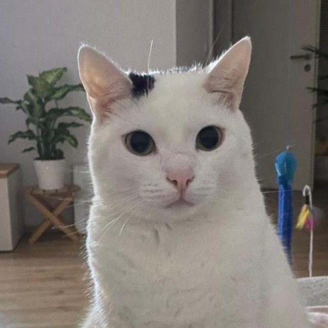 pKh0 avatar