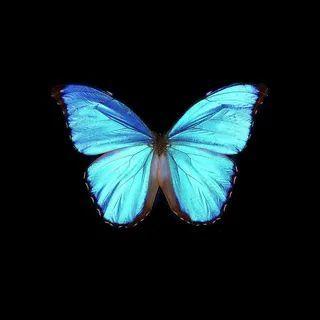 _Butterfly- avatar