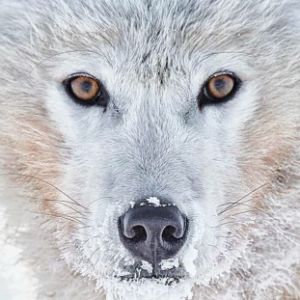 Northern Wolves