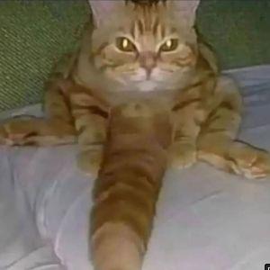 sakinat avatar