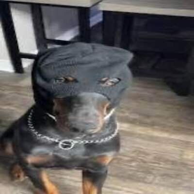 team_thugdog666