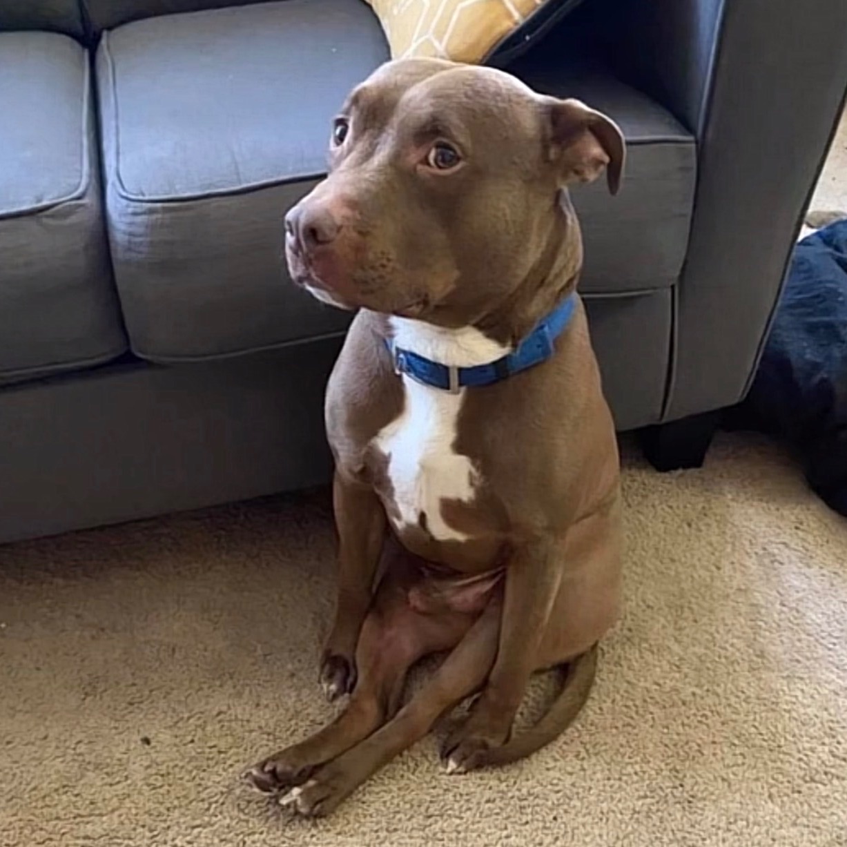 pooker-