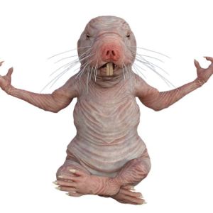 GroparuI