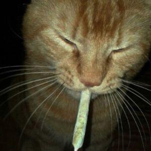 Keweshi avatar