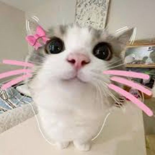 -Chikki