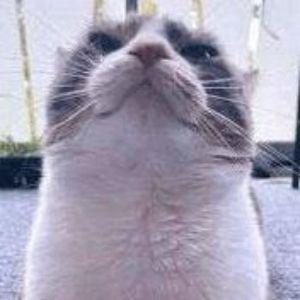 BigMacOnNuke avatar