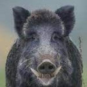 borjajnez avatar