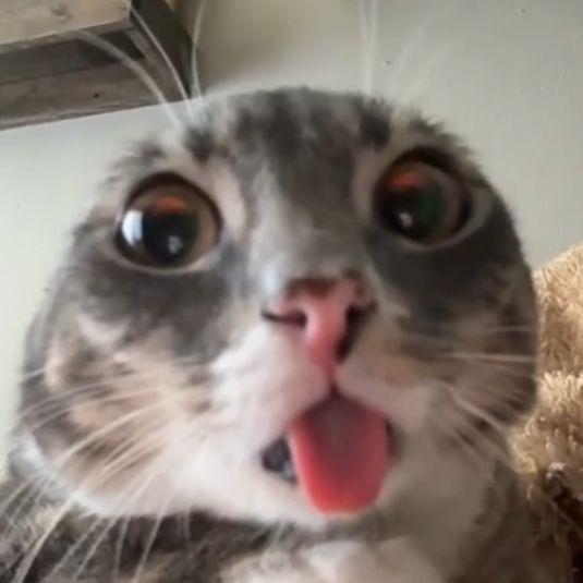 JTerska avatar