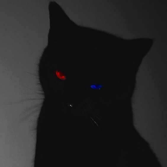 SirGatitou