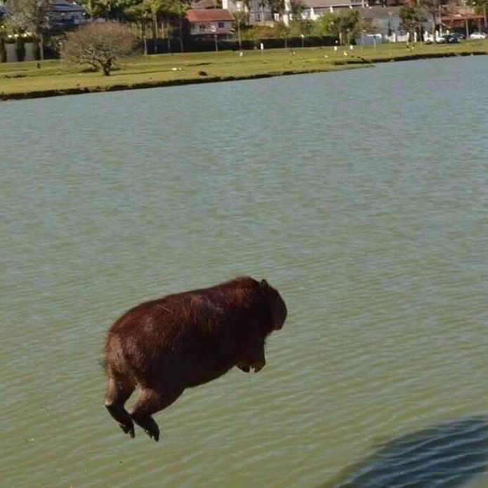 CAPIVARA_FLY
