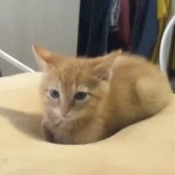 mrmirako