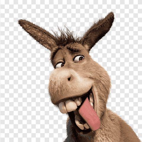 donkey3ratas avatar