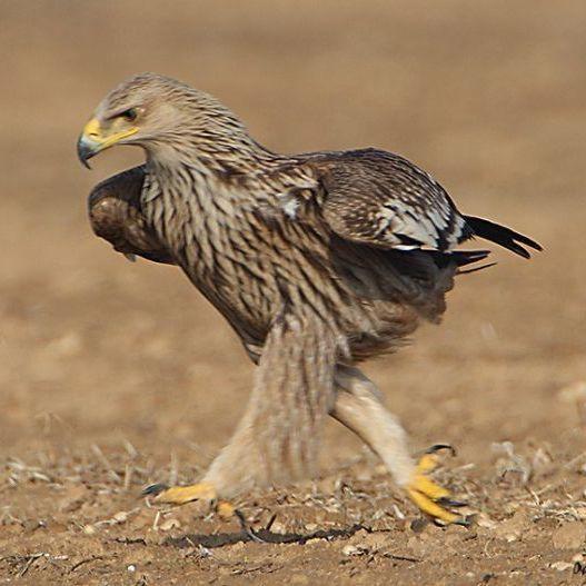 -IEagleI- avatar