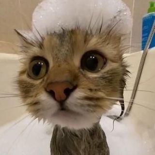 batytus avatar