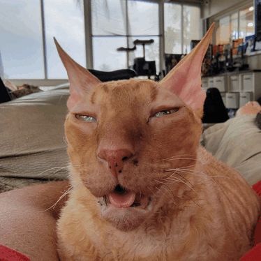 BigRonny avatar