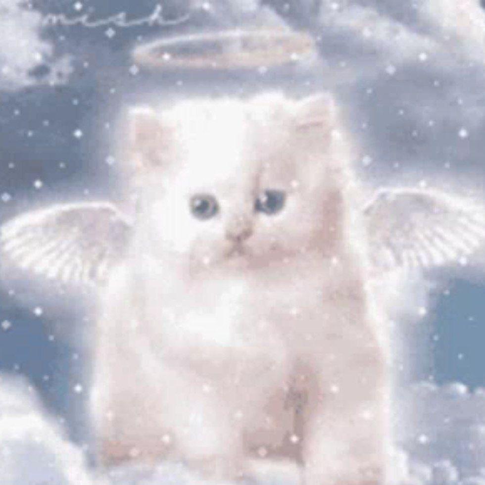 wvwink avatar